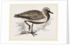 Golden Plover by Anonymous