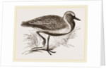 Golden Plover by Anonymous