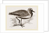 Golden Plover by Anonymous