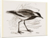Spur-winged Plover by Anonymous