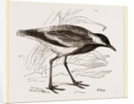 Spur-winged Plover by Anonymous