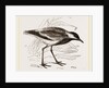 Spur-winged Plover by Anonymous