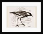 Spur-winged Plover by Anonymous
