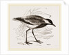 Spur-winged Plover by Anonymous