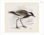 Spur-winged Plover by Anonymous