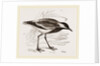Spur-winged Plover by Anonymous