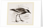 Spur-winged Plover by Anonymous