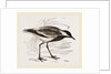 Spur-winged Plover by Anonymous