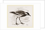 Spur-winged Plover by Anonymous