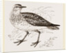 Golden Plover by Anonymous