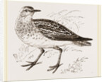 Golden Plover by Anonymous