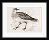 Golden Plover by Anonymous