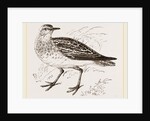 Golden Plover by Anonymous