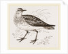 Golden Plover by Anonymous