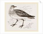 Golden Plover by Anonymous