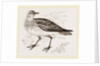 Golden Plover by Anonymous
