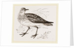 Golden Plover by Anonymous