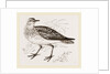 Golden Plover by Anonymous