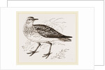 Golden Plover by Anonymous