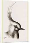 Head of Lapwing by Anonymous