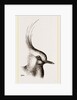 Head of Lapwing by Anonymous