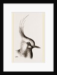 Head of Lapwing by Anonymous