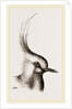 Head of Lapwing by Anonymous