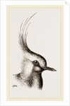 Head of Lapwing by Anonymous