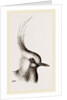 Head of Lapwing by Anonymous