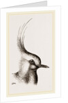 Head of Lapwing by Anonymous