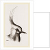 Head of Lapwing by Anonymous