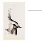 Head of Lapwing by Anonymous