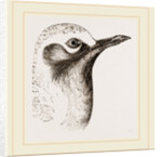 Head of Grey Plover by Anonymous
