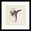 Head of Grey Plover by Anonymous