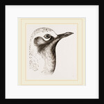 Head of Grey Plover by Anonymous