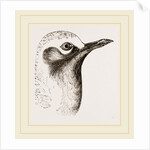 Head of Grey Plover by Anonymous