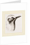Head of Grey Plover by Anonymous