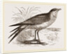 Collared Pratincole by Anonymous