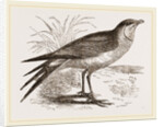 Collared Pratincole by Anonymous