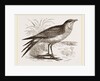Collared Pratincole by Anonymous