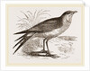 Collared Pratincole by Anonymous