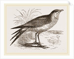 Collared Pratincole by Anonymous