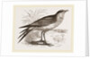 Collared Pratincole by Anonymous