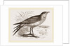 Collared Pratincole by Anonymous