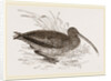 Curlew by Anonymous