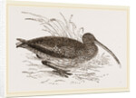 Curlew by Anonymous