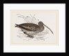 Curlew by Anonymous