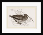 Curlew by Anonymous