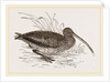 Curlew by Anonymous