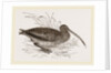 Curlew by Anonymous